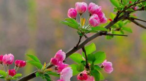 西府海棠什么時候開花