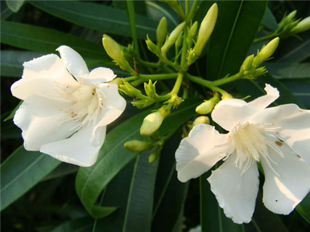 夾竹桃開(kāi)花圖片欣賞