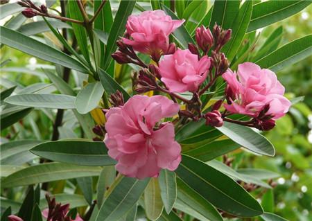 夾竹桃開(kāi)花圖片欣賞