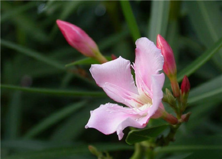 夾竹桃開(kāi)花圖片欣賞