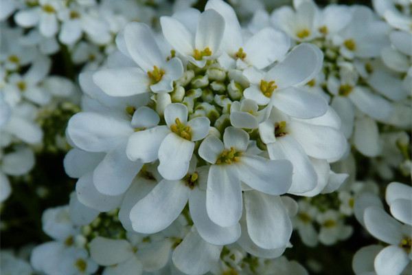 屈曲花什么時(shí)候開花