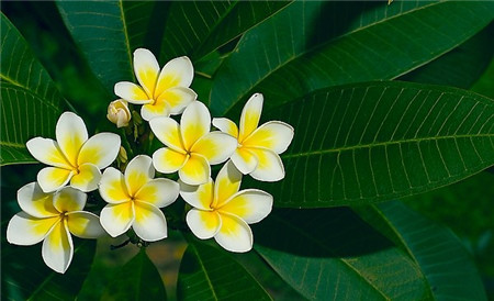 雞蛋花開花圖片欣賞