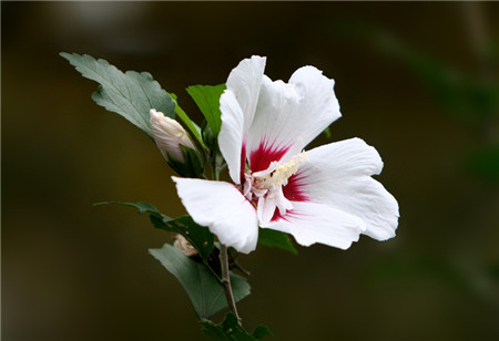 扶桑開花圖片欣賞