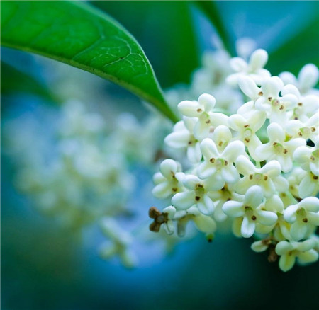 桂花開(kāi)花品鑒