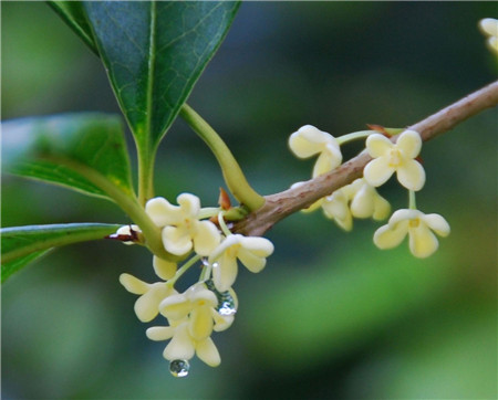 桂花開(kāi)花圖片欣賞