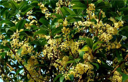 桂花開(kāi)花圖片欣賞