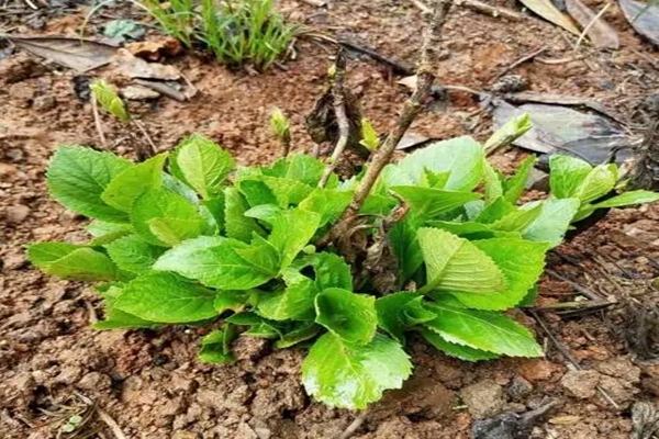 室內(nèi)繡球這么養(yǎng)，剪個(gè)枝種十盆，一分錢不花！