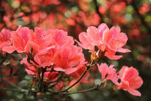 只有養(yǎng)過這些花，你才能成為養(yǎng)花大神