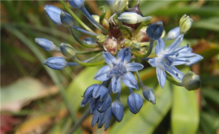 花蔥開花圖片欣賞