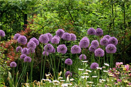 花蔥開花圖片欣賞