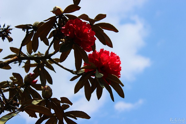 野生馬纓花可以移栽嗎