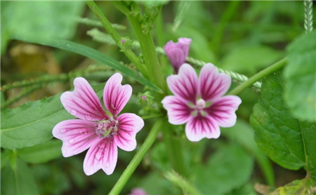 錦葵開花圖片