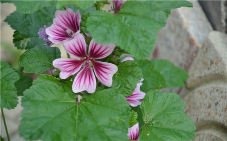 錦葵開花欣賞