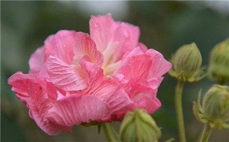 木芙蓉花的花朵