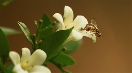 七里香開花圖片欣賞