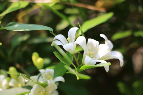 七里香什么時(shí)候開花