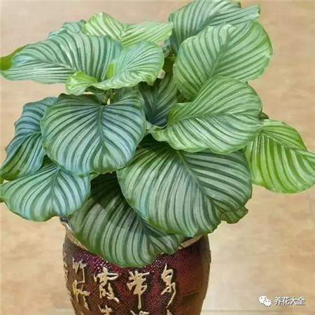 蘋(píng)果竹芋