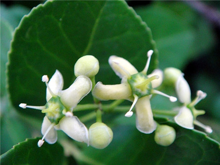 冬青開花圖片欣賞