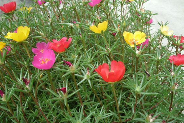 農(nóng)村最不起眼的花，沒人管就能美翻天