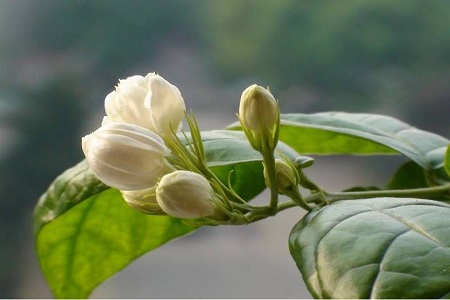 美麗的茉莉花