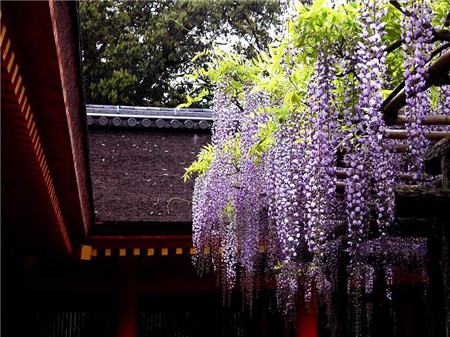 紫藤花開花圖片