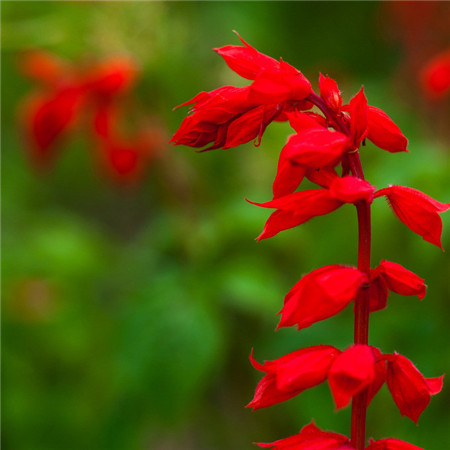 一串紅的花語(yǔ)