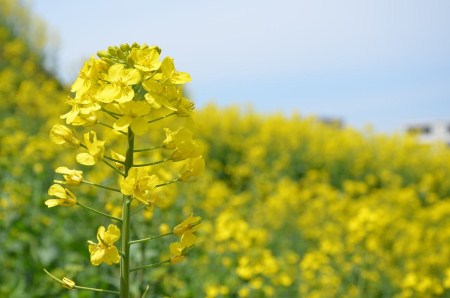 油菜花