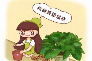 給花來個(gè)“人工呼吸”，葉子綠得像翡翠，養(yǎng)20年不爛根！