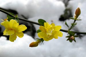 如何延長(zhǎng)迎春花花期