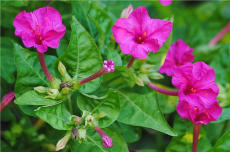 紫茉莉開(kāi)花需要什么條件