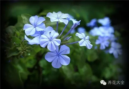 藍雪花