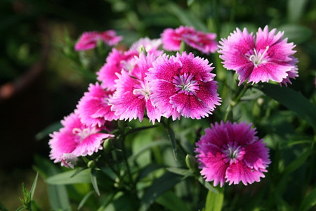 石竹花開(kāi)花時(shí)間