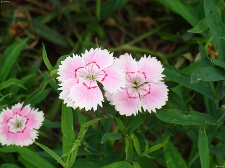 石竹花開(kāi)花