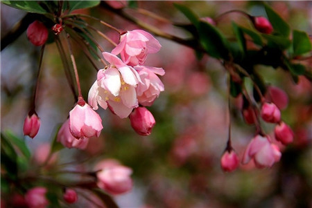 垂枝海棠的花期養(yǎng)護