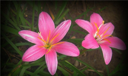 韭菜蓮開花圖片欣賞