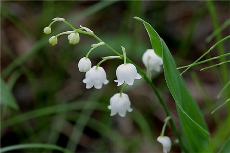 鈴蘭開花的養(yǎng)護(hù)