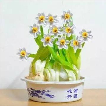 水仙花