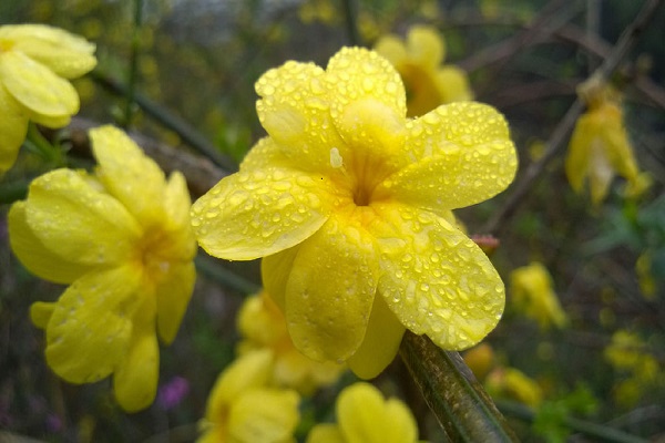 迎春花開完后怎么辦