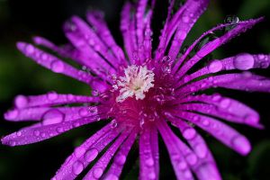 松葉菊和太陽花的區(qū)別