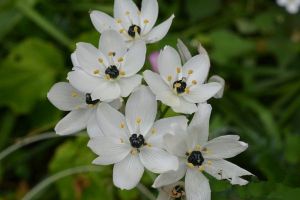 虎眼萬(wàn)年青開(kāi)花嗎