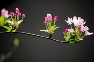 家里沒有光，養(yǎng)這6種植物也能開出花