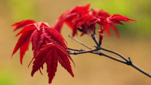 日本紅楓盆景怎么養(yǎng)