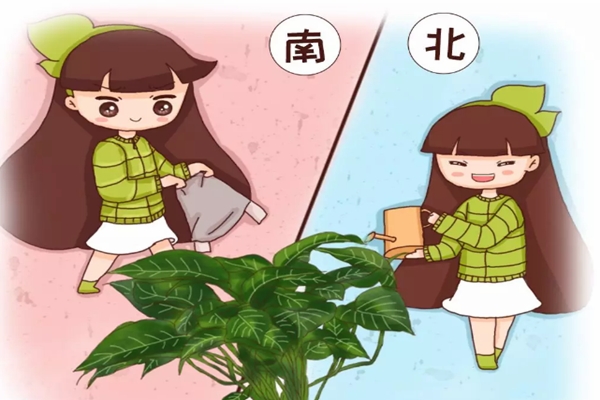 北澆淘米水，南用草木灰，用錯(cuò)了，99%的花都活不了！