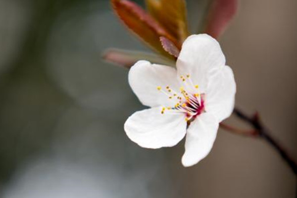 櫻花開花后怎么辦？