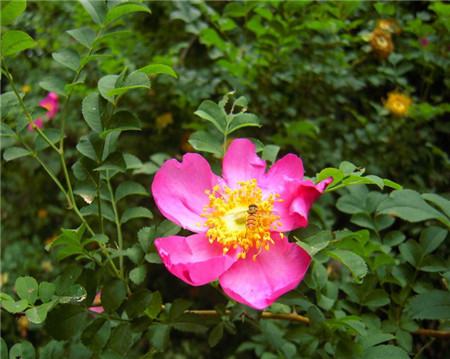 繅絲花的花語