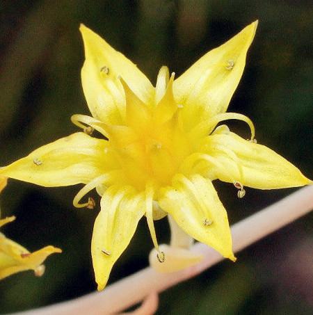 秋麗開(kāi)花