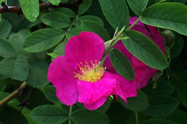 繅絲花什么時候開花