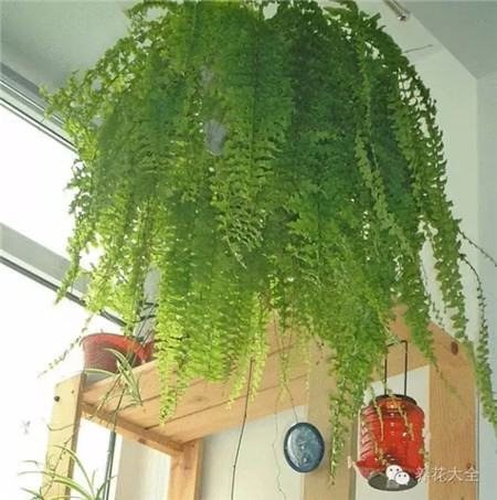 蕨類(lèi)植物