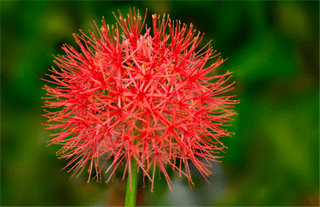 網(wǎng)球花開(kāi)花