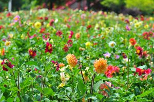 小麗花開(kāi)花及其管理